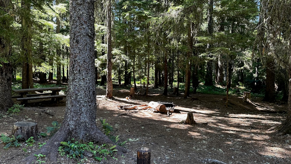 a picnic table in the middle of a forest