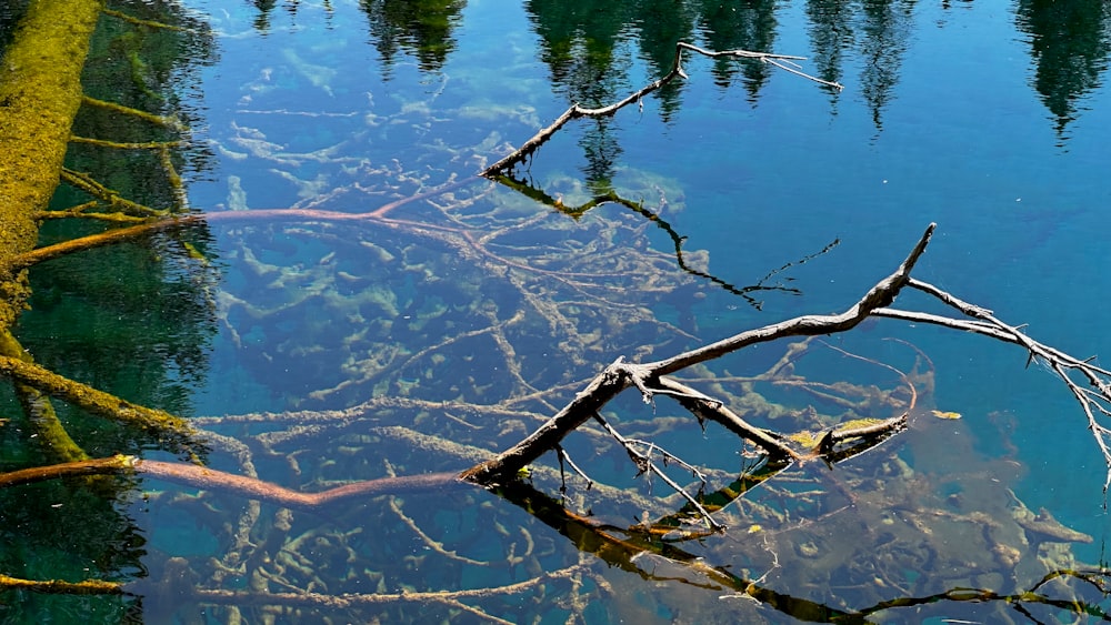 a dead tree branch in a body of water