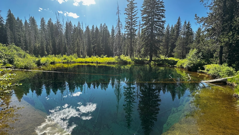 a body of water surrounded by trees and grass