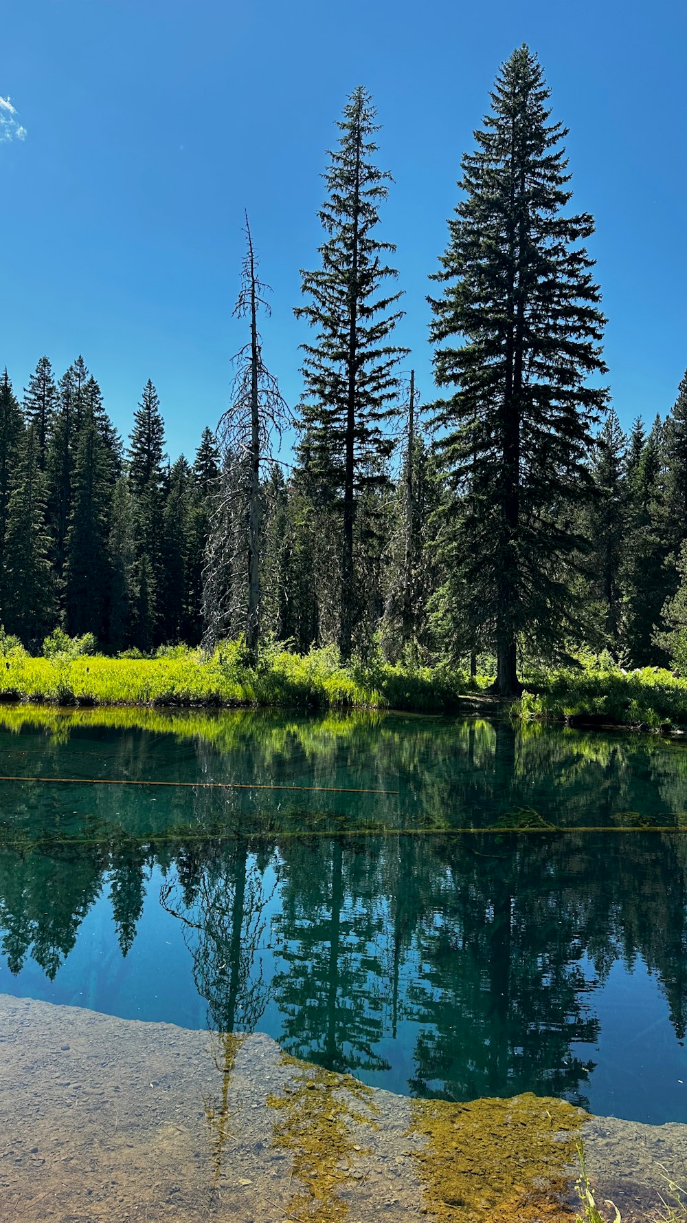 a body of water surrounded by trees and grass