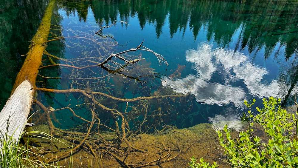 a body of water surrounded by trees and grass