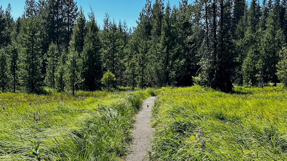 a dirt path in the middle of a forest