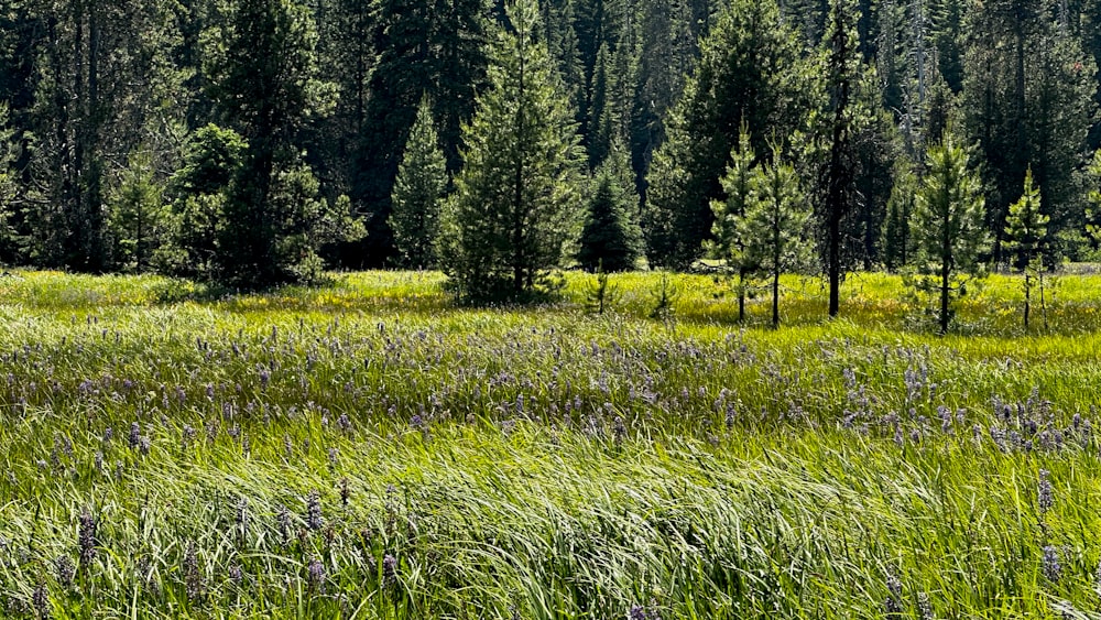 a grassy field with trees in the background