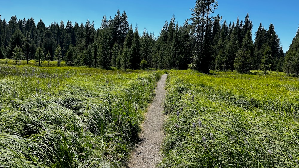 a path through a grassy field with trees in the background