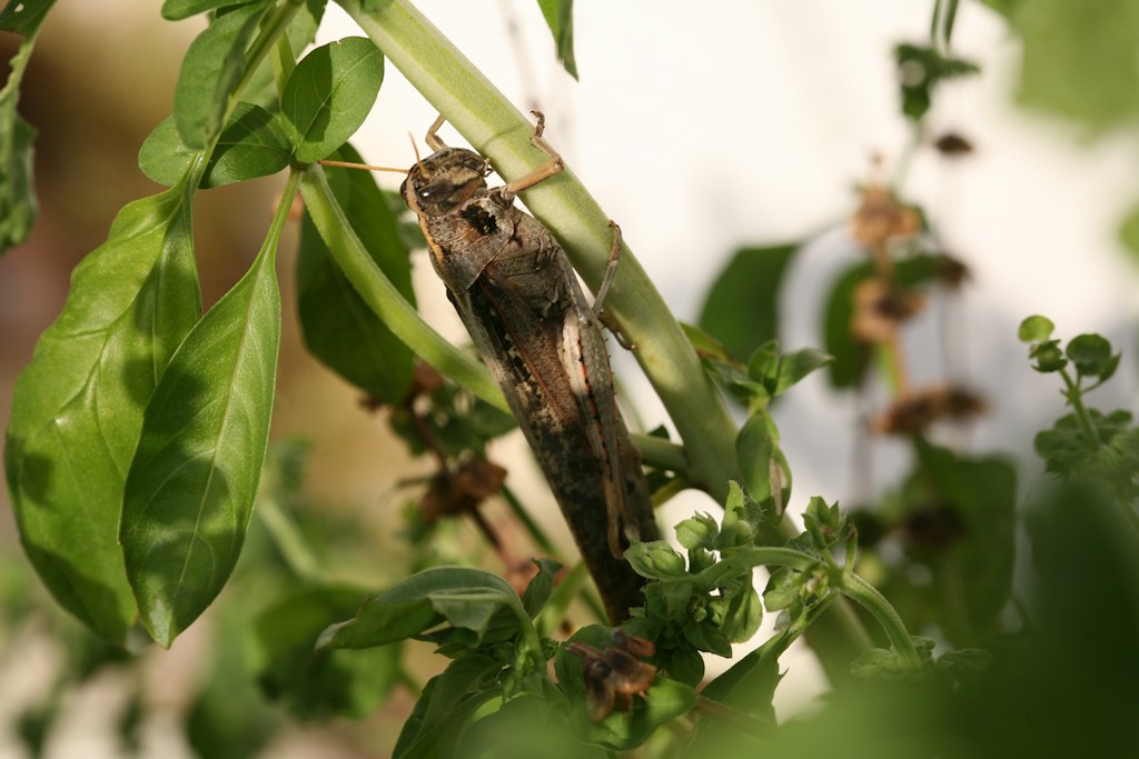 Large Locust Bundle