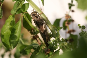 Large Locust Bundle
