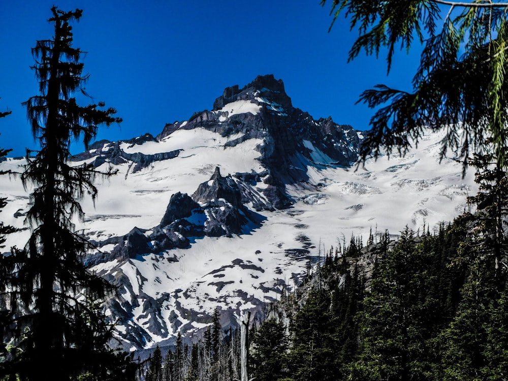 a mountain covered in snow surrounded by trees