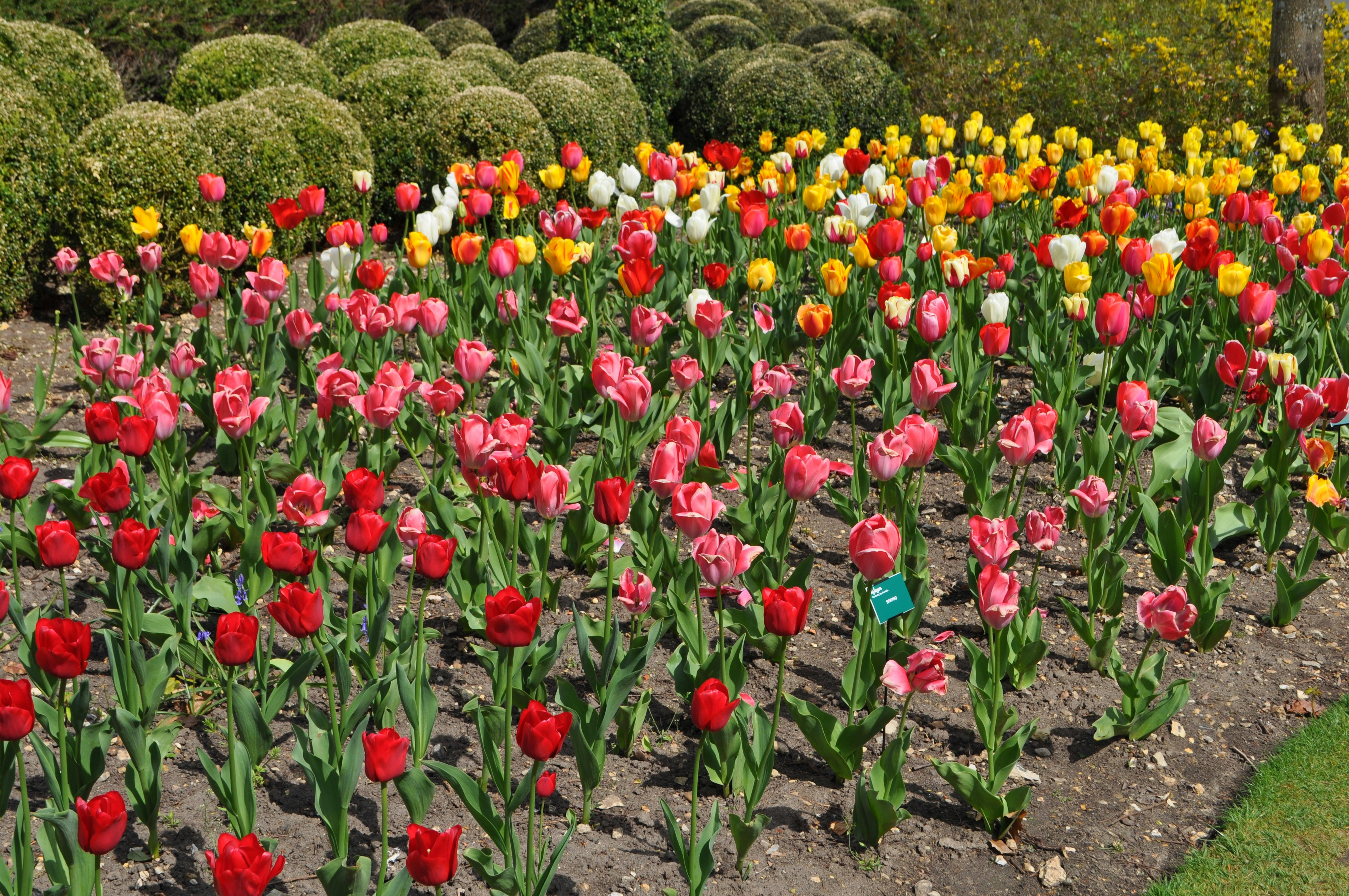 Un champ plein de tulipes rouges, jaunes et blanches photo – Image ...