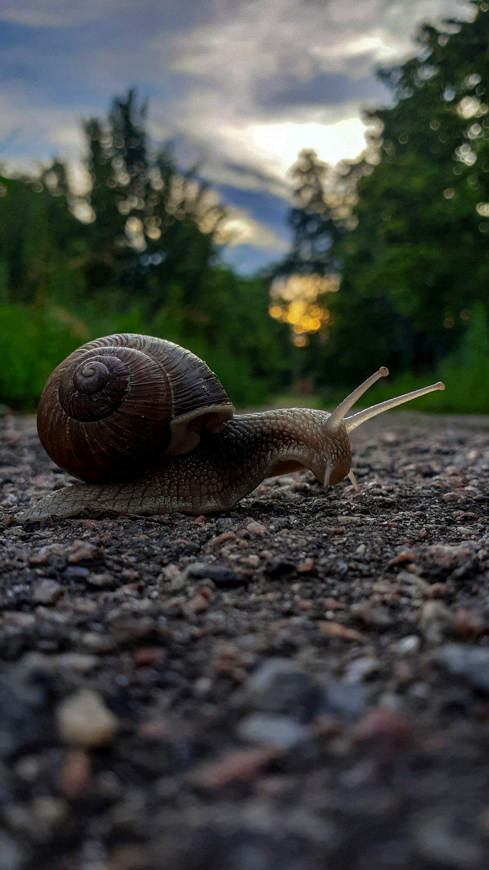 a snail crawling across a gravel road