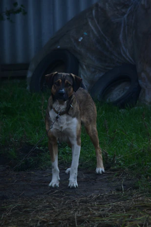 A search dog alert and focused, ready to track a missing person in rugged terrain.