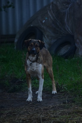 A dog stands on a grassy and muddy ground, appearing alert and focused. In the background, there are a couple of old tires and a corrugated metal wall.