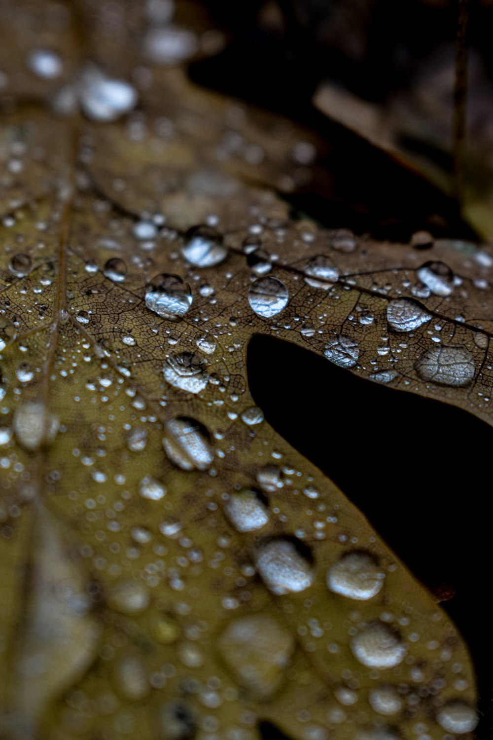 a close up of a leaf with drops of water on it