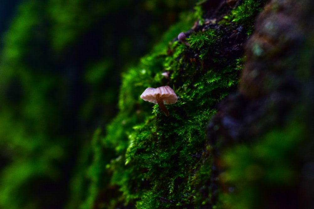 a small mushroom is growing on a mossy wall