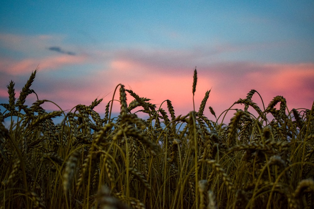a field of wheat with a pink sky in the background