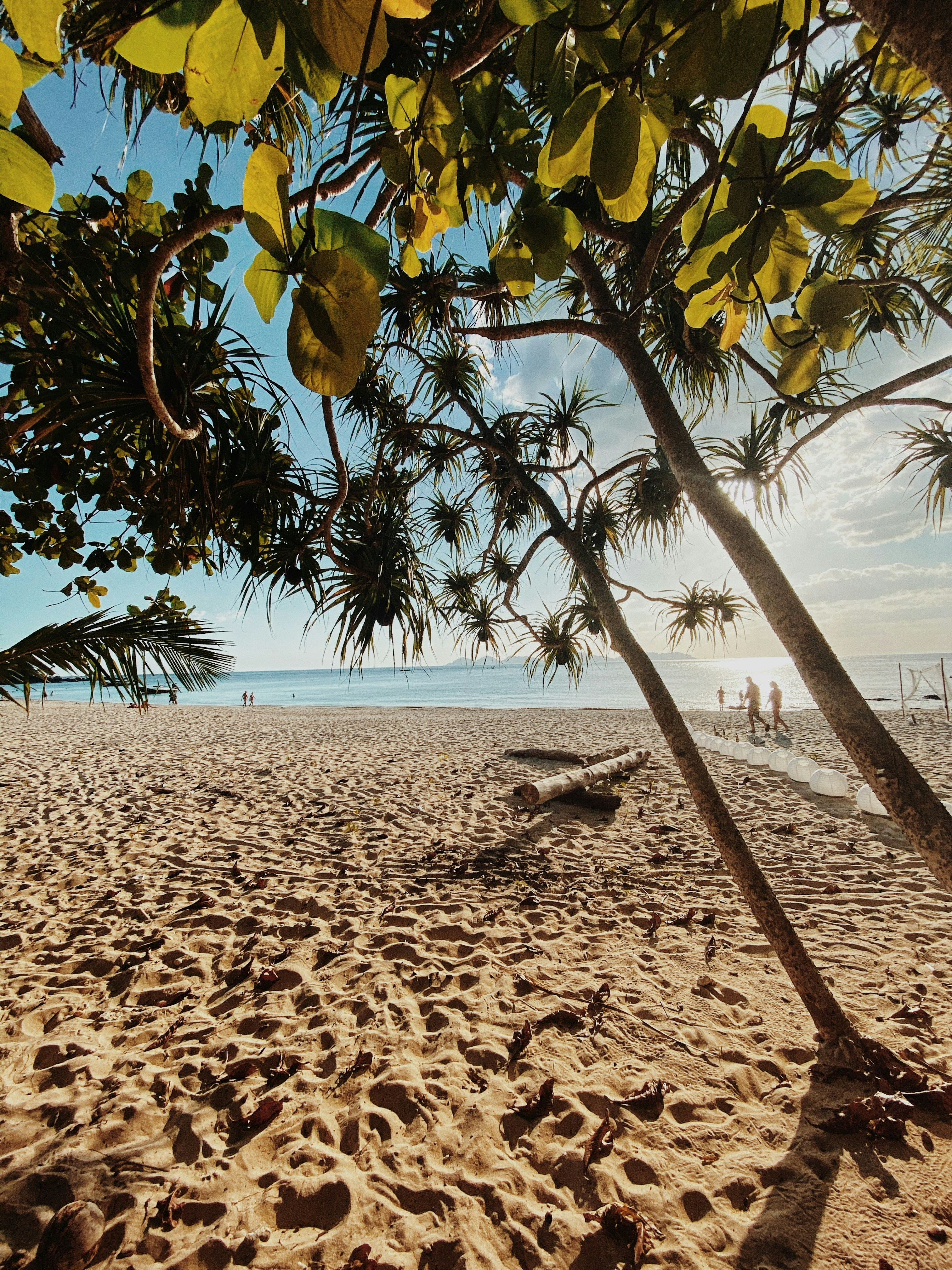 a sandy beach with palm trees and people in the water