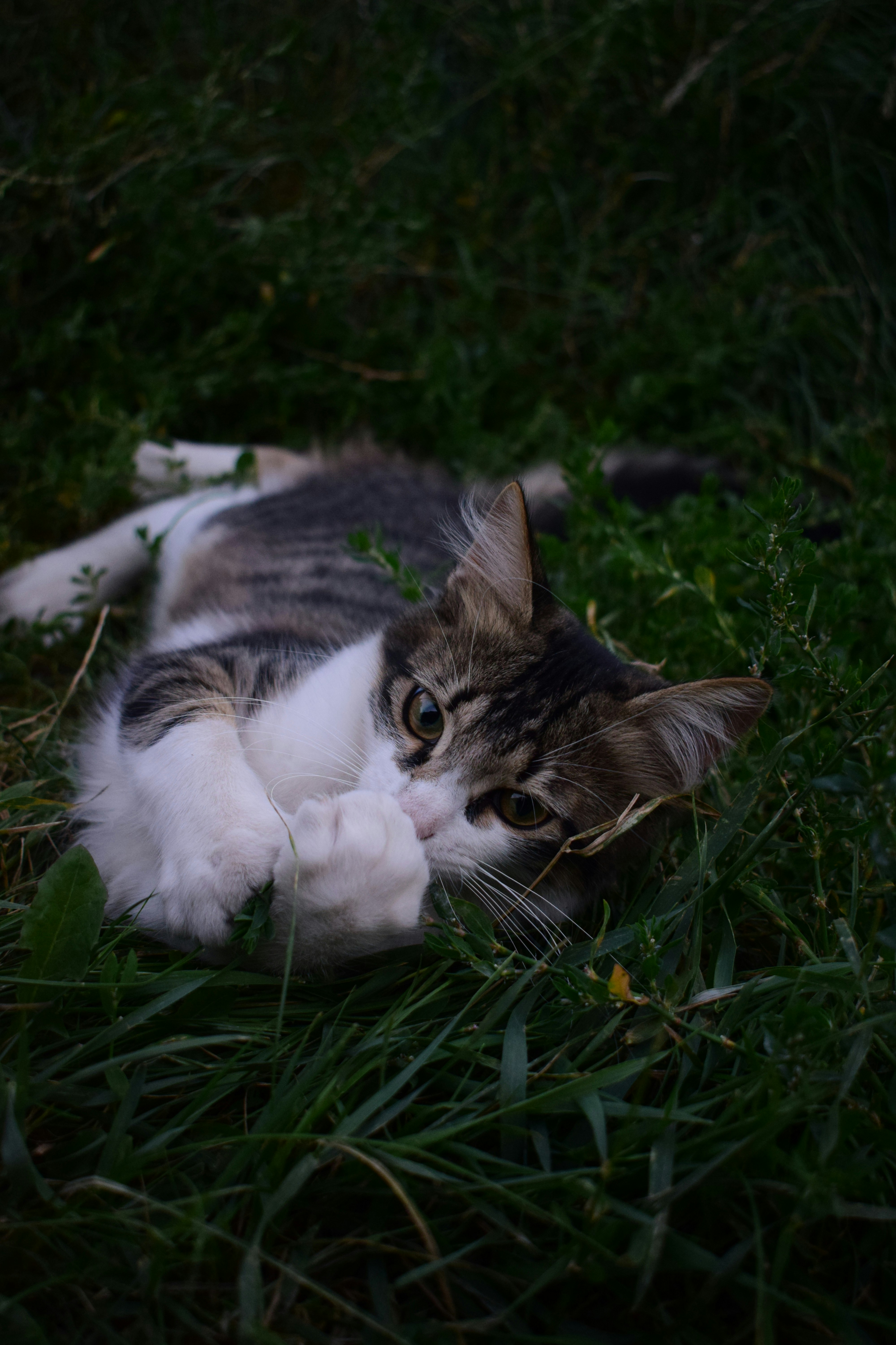 Photo by anna_flowers