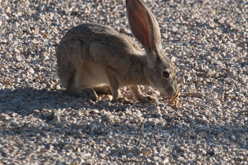 a small rabbit is sitting in the gravel