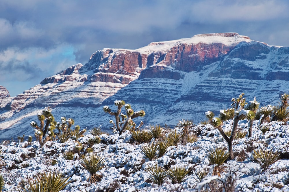 a mountain covered in snow with a cactus in the foreground