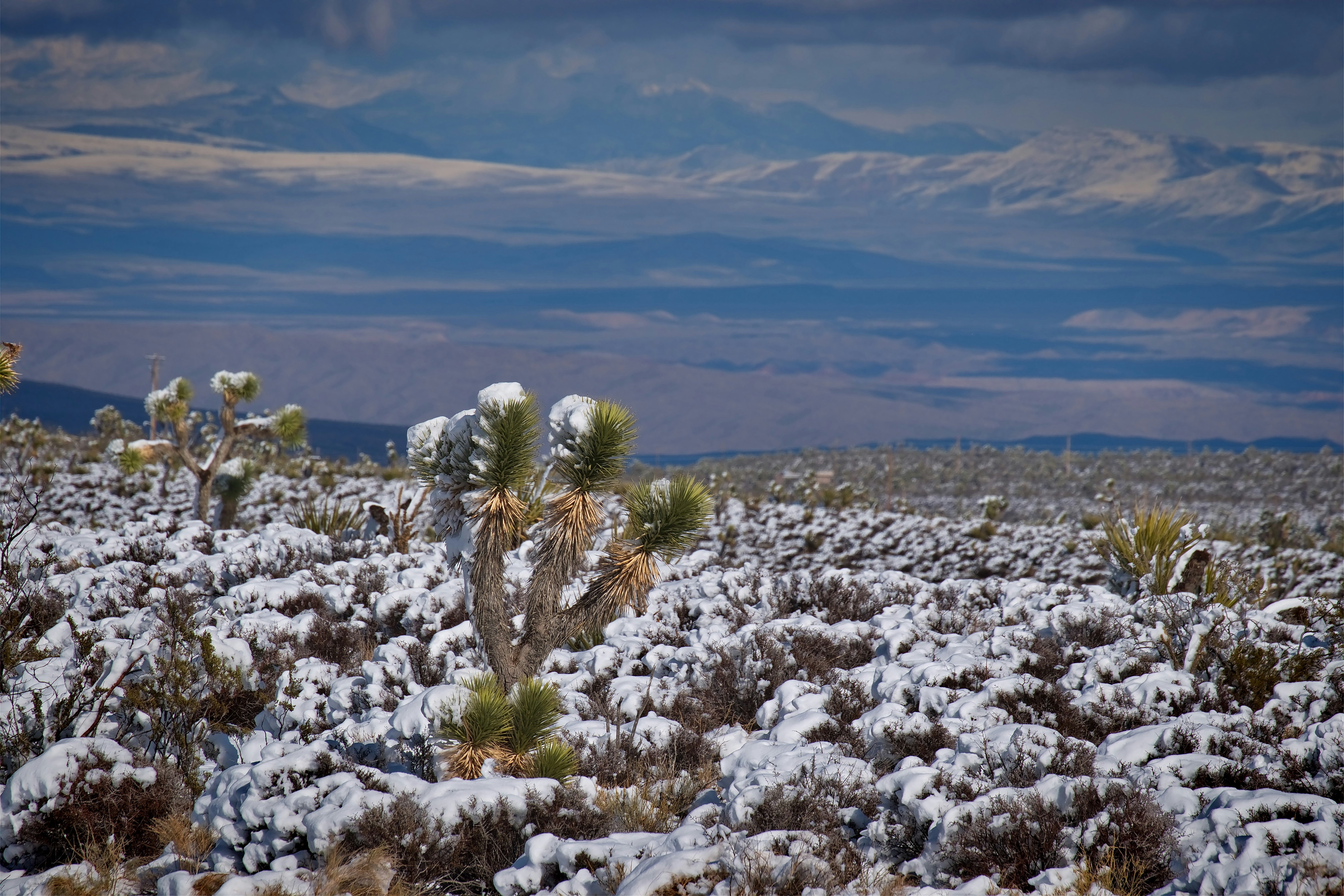 a snow covered field with a cactus and mountains in the background