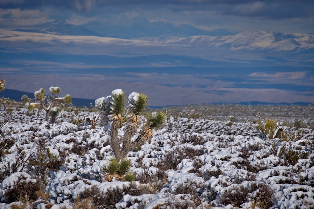 a snow covered field with a cactus and mountains in the background