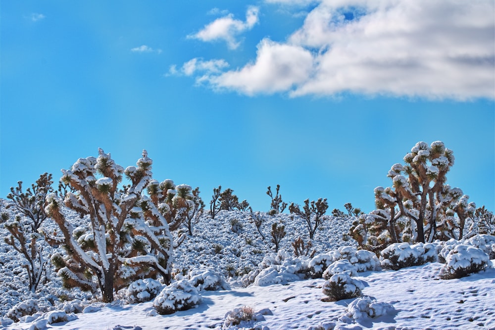 a snow covered landscape with a blue sky in the background