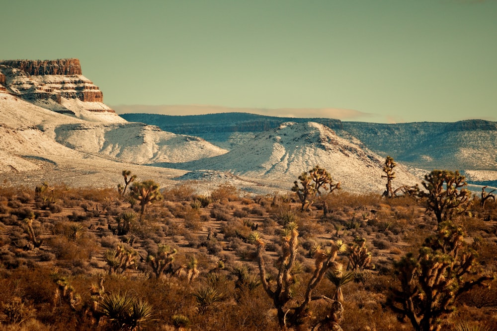 a desert landscape with a mountain in the background