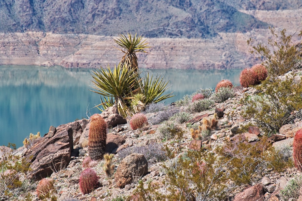 a cactus on the side of a mountain with a lake in the background