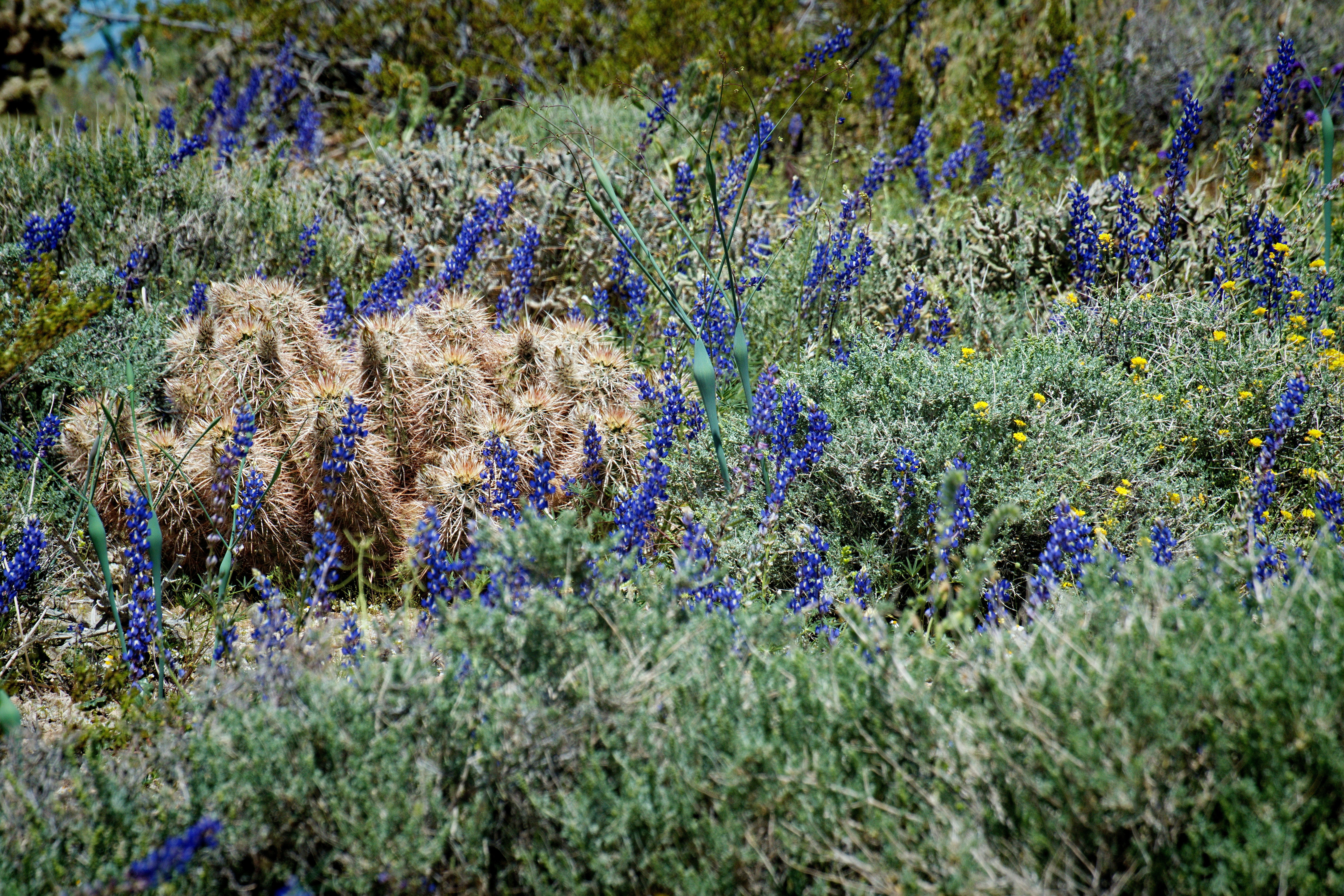wildflowers and grasses are growing in a field