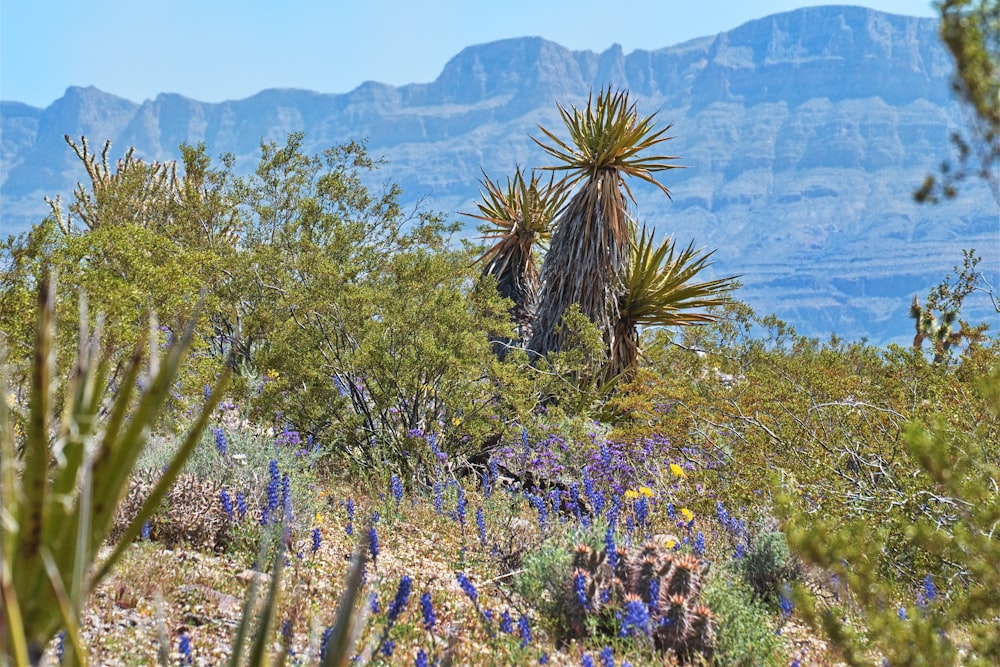 a large cactus tree in the middle of a field