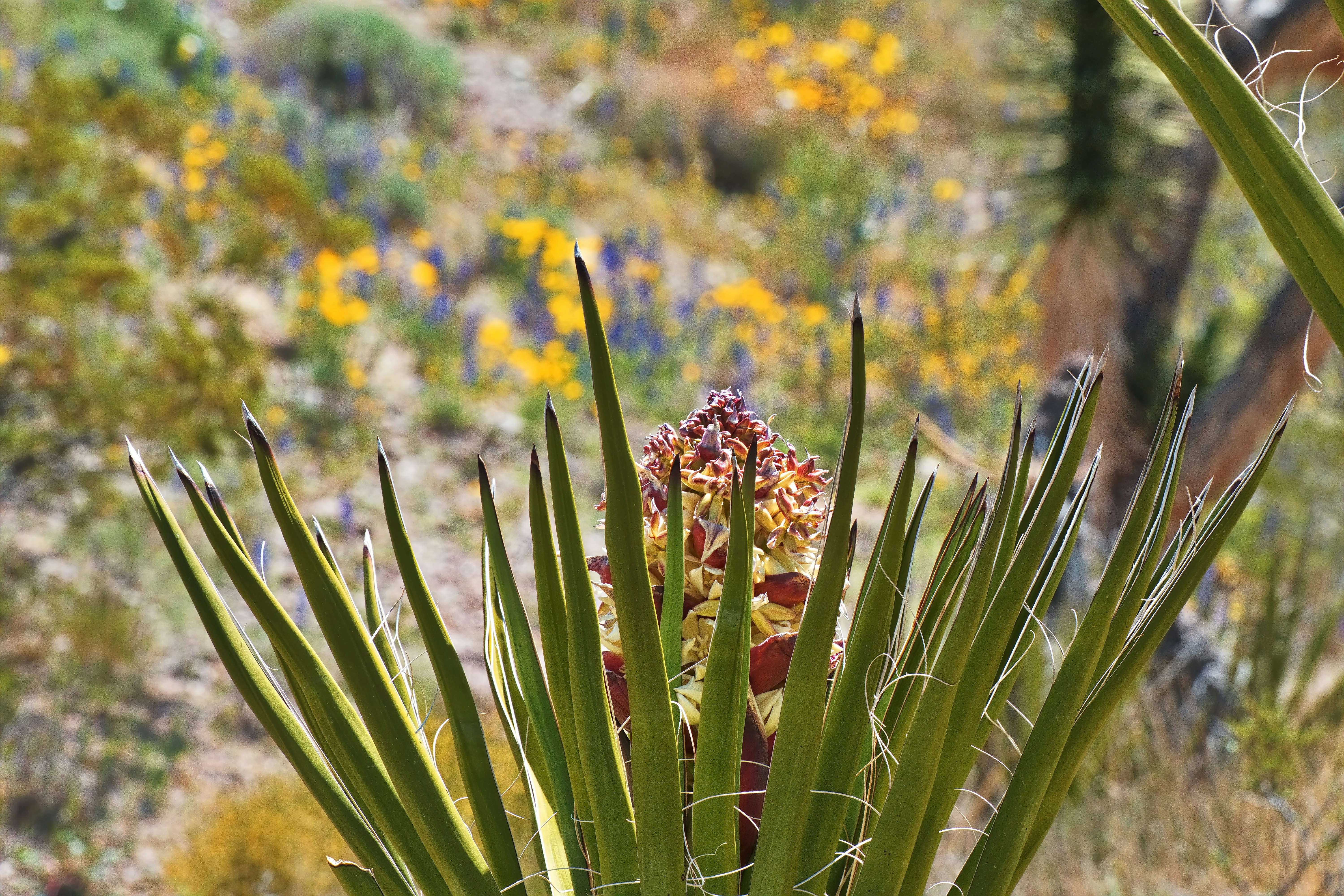 a close up of a flower on a plant