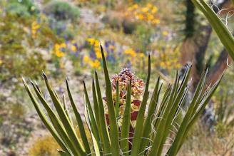 Close-up of a vibrant Sonoran desert flower blooming in the Greenway Free Seed Library garden.