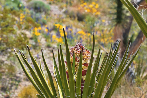 Close-up of a vibrant Sonoran desert flower blooming in the Greenway Free Seed Library garden.