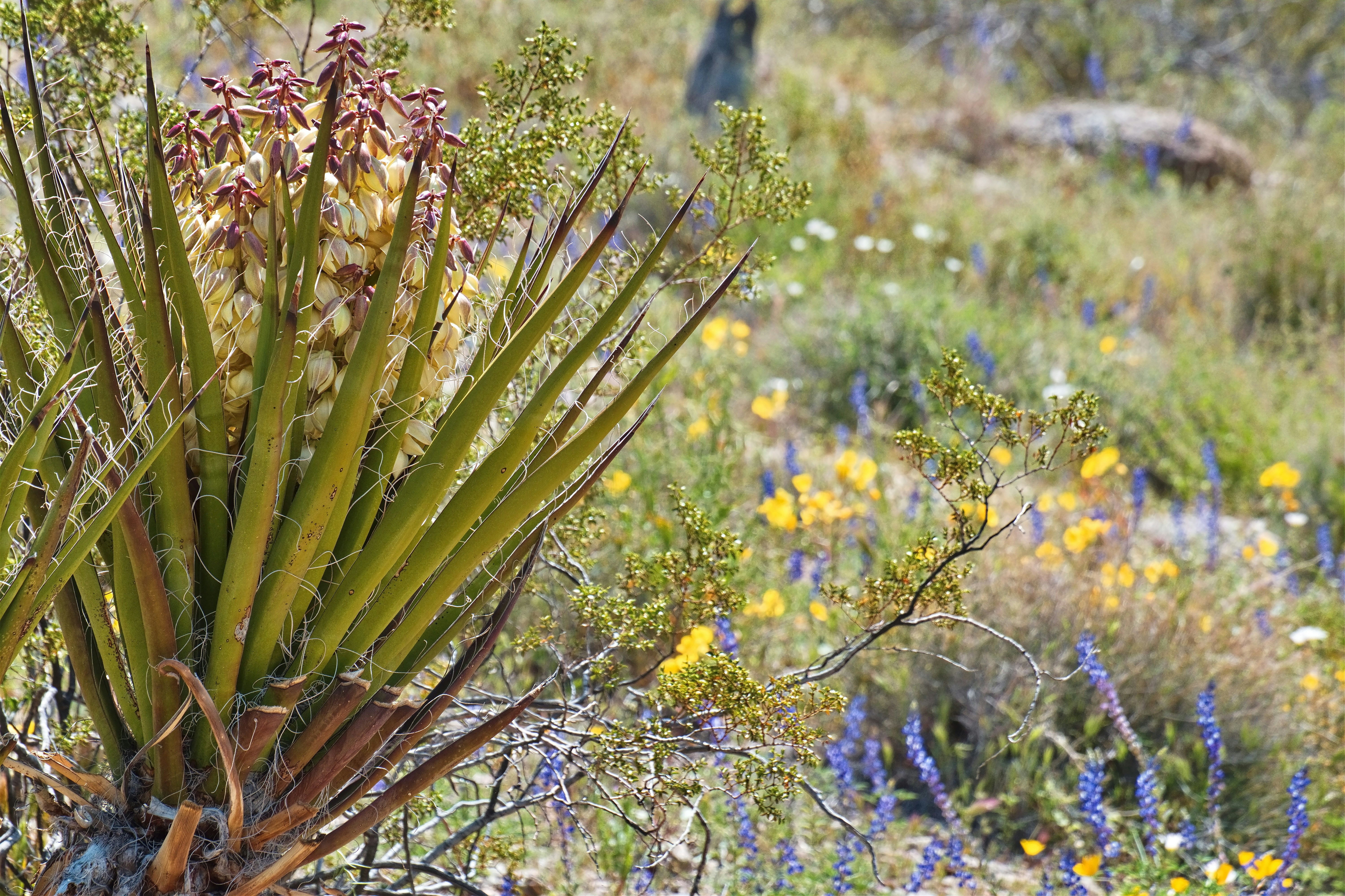 a plant in the middle of a field of wildflowers