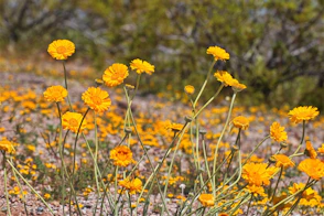 a field full of yellow flowers in the desert