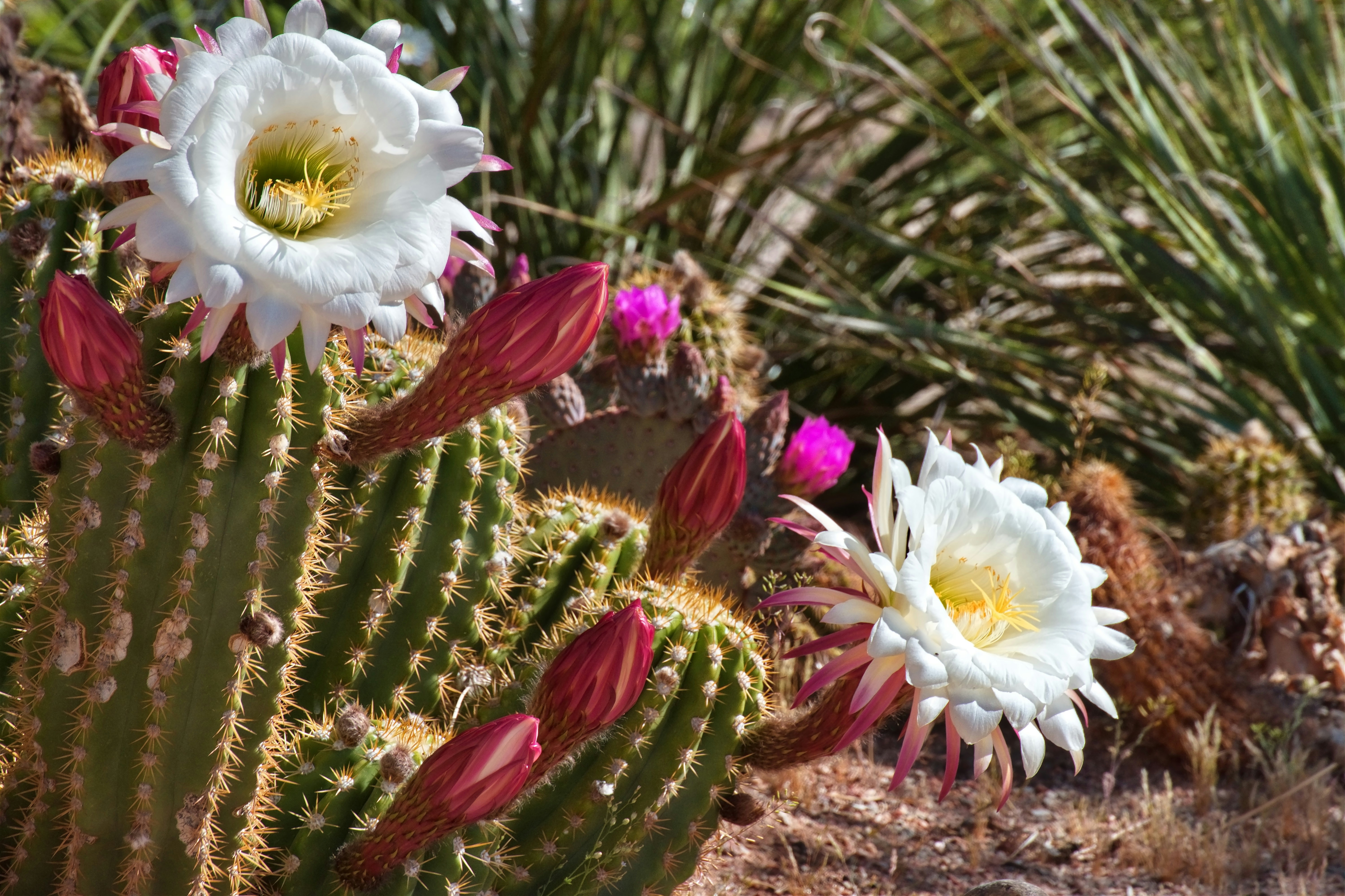 Un cactus con flores blancas y rosadas en el desierto foto – Imagen de  Gramineas gratuita en Unsplash, image size:3000x2000