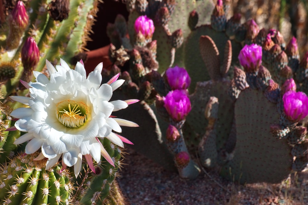 a cactus with a flower in the middle of it
