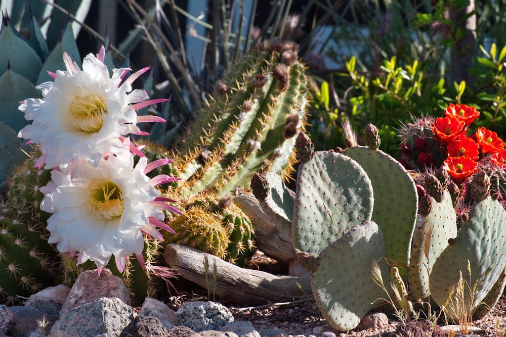 a variety of cactus plants in a garden