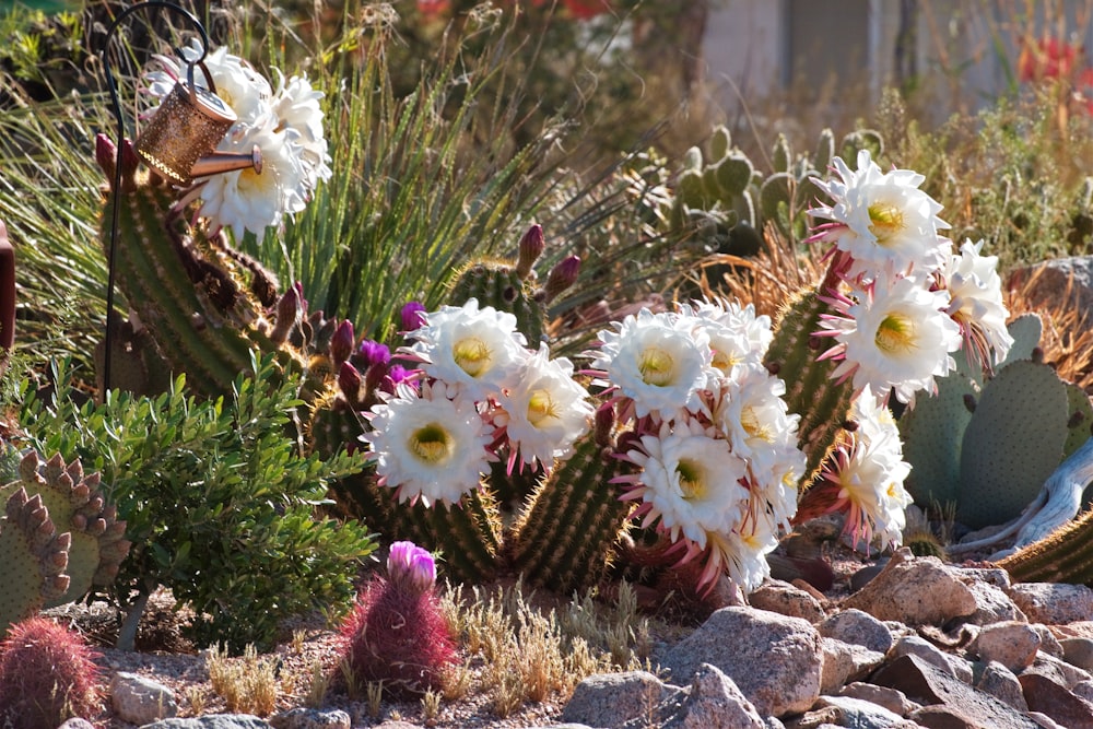 a group of cactus plants with white flowers