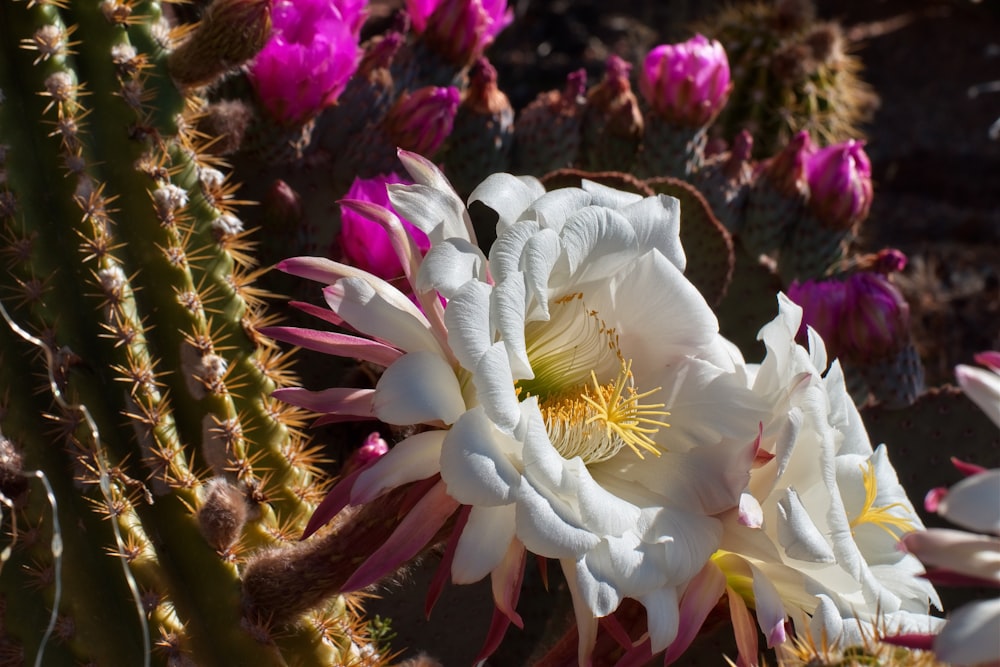 a cactus with white and pink flowers in the sun