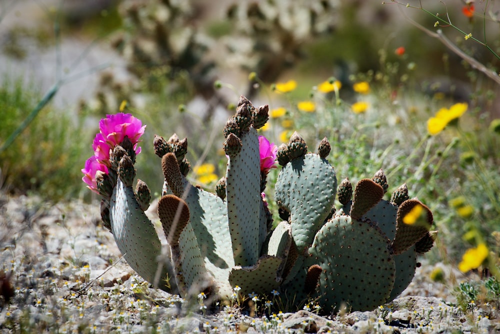 a cactus with a pink flower in the middle of a field
