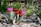 A variety of cacti and succulents are set in a garden setting with a mix of vibrant green, pink, and red hues. The largest cactus is adorned with bright pink flowers, while smaller cacti display clusters of orange-red blossoms. The scene is decorated with stones and driftwood, adding a natural, rustic feel. Surrounding plants enhance the textured, desert-like atmosphere.