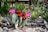 A variety of cacti and succulents are set in a garden setting with a mix of vibrant green, pink, and red hues. The largest cactus is adorned with bright pink flowers, while smaller cacti display clusters of orange-red blossoms. The scene is decorated with stones and driftwood, adding a natural, rustic feel. Surrounding plants enhance the textured, desert-like atmosphere.