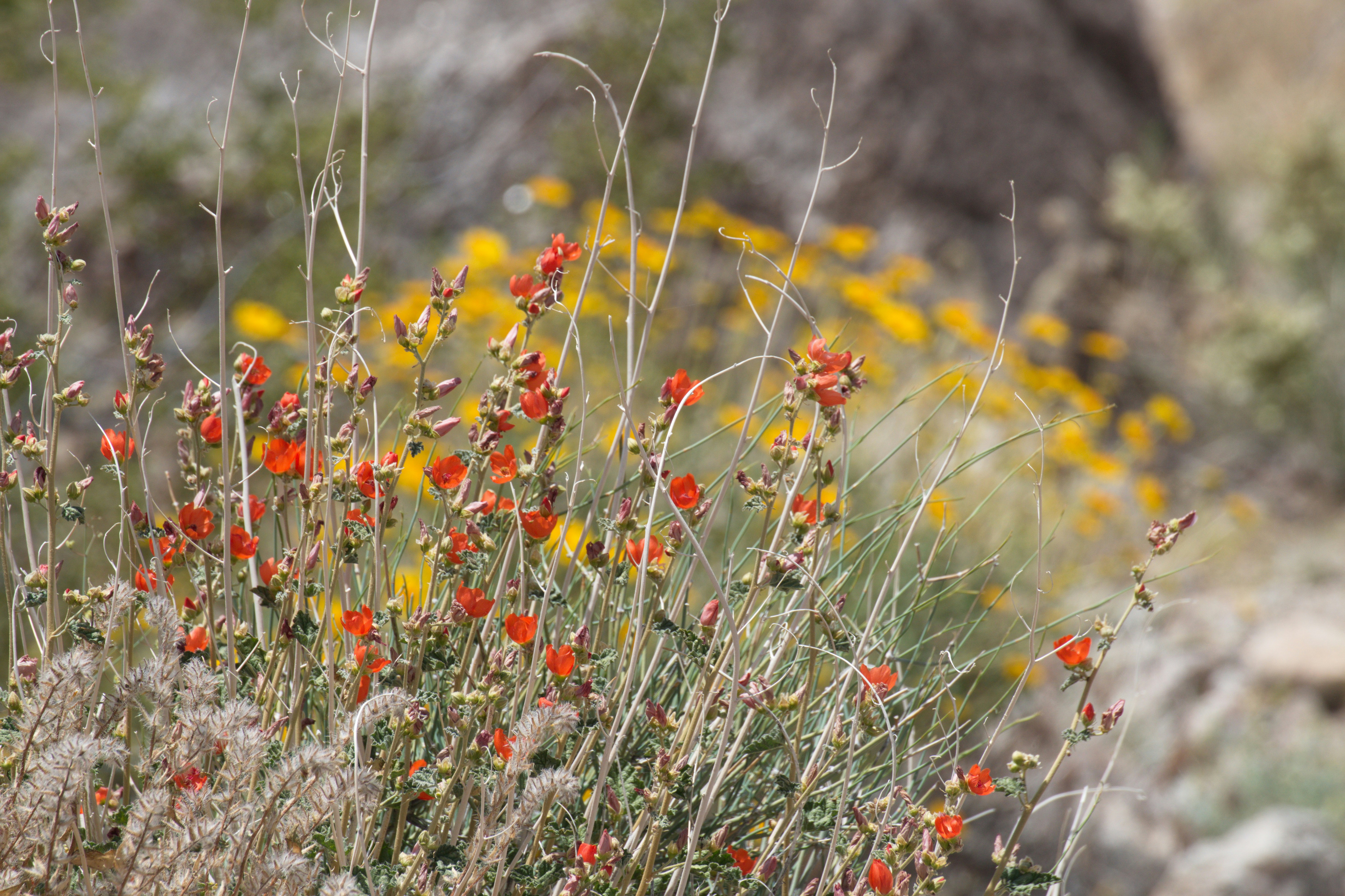 a bunch of red and yellow flowers in a field