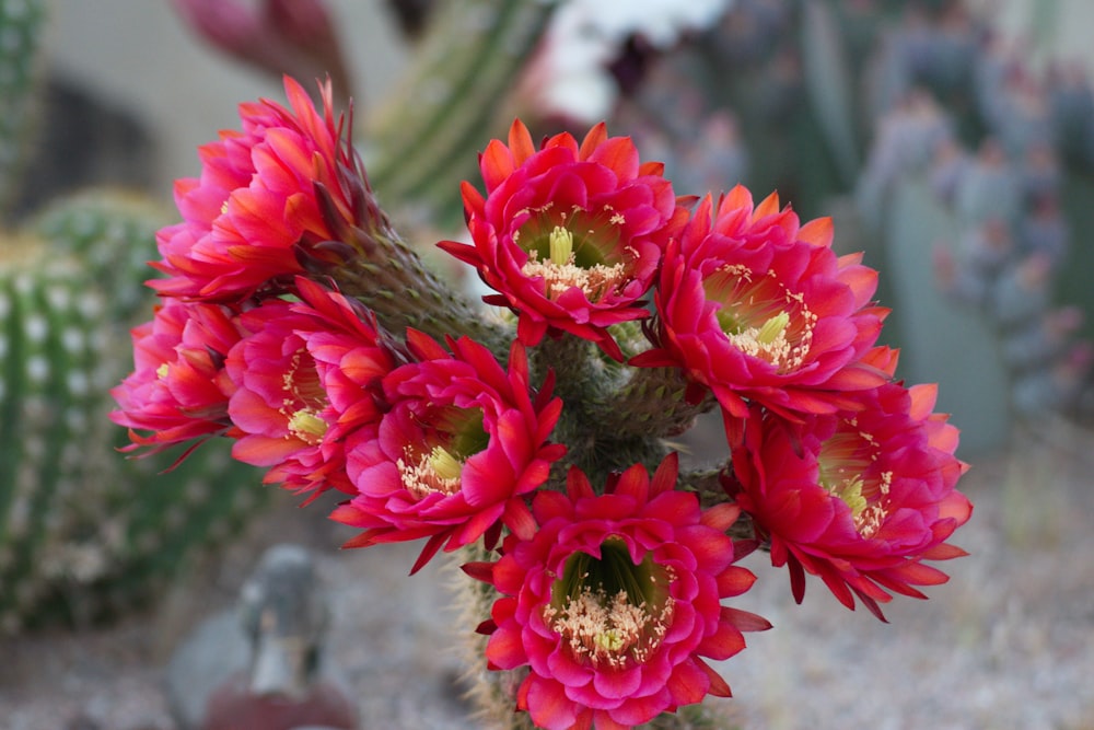 a bunch of red flowers in a cactus garden