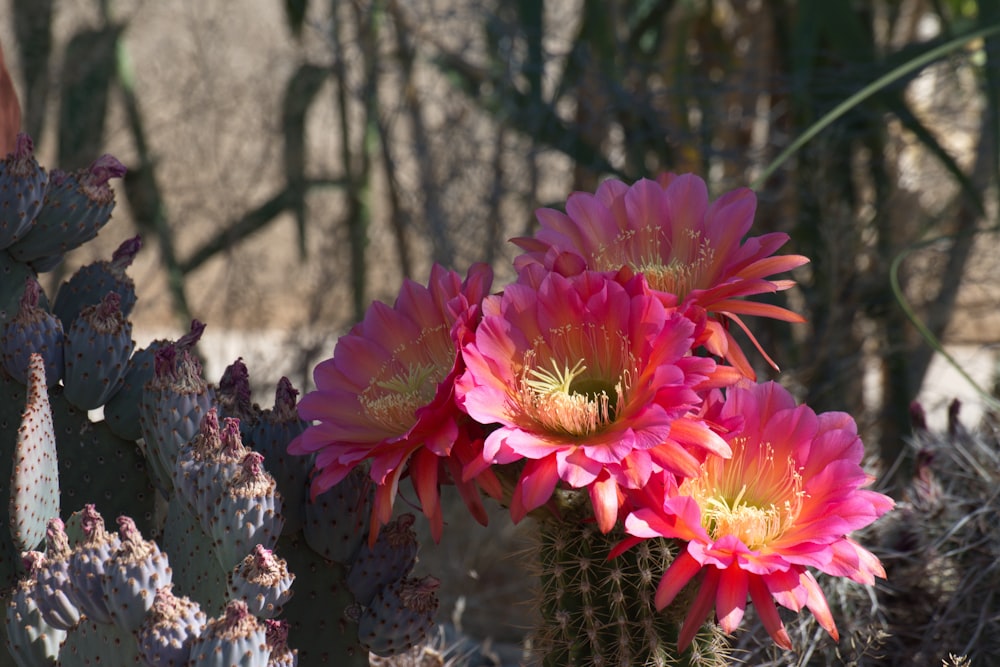 a couple of pink flowers sitting on top of a green plant