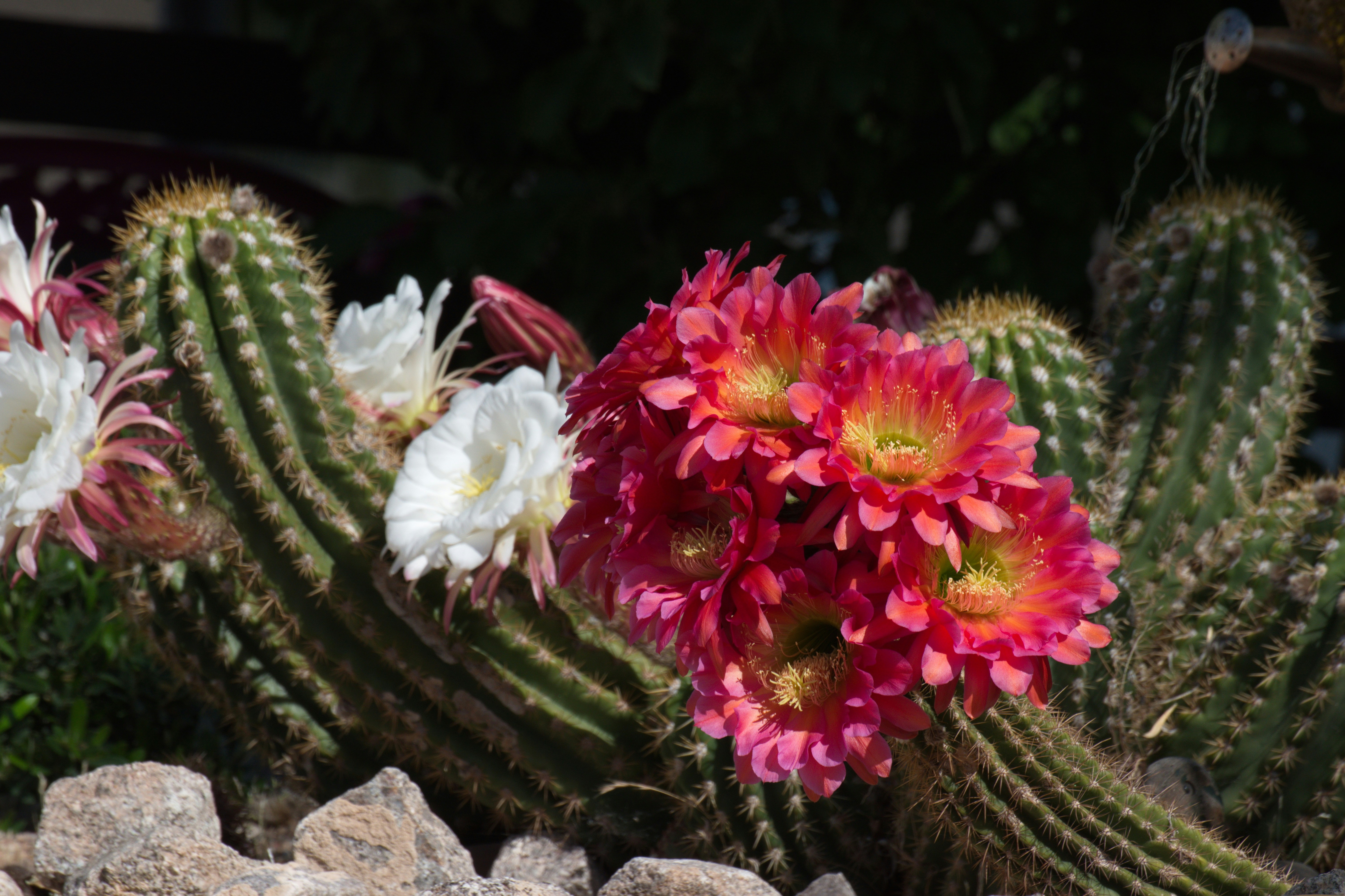 a bunch of flowers that are in the dirt