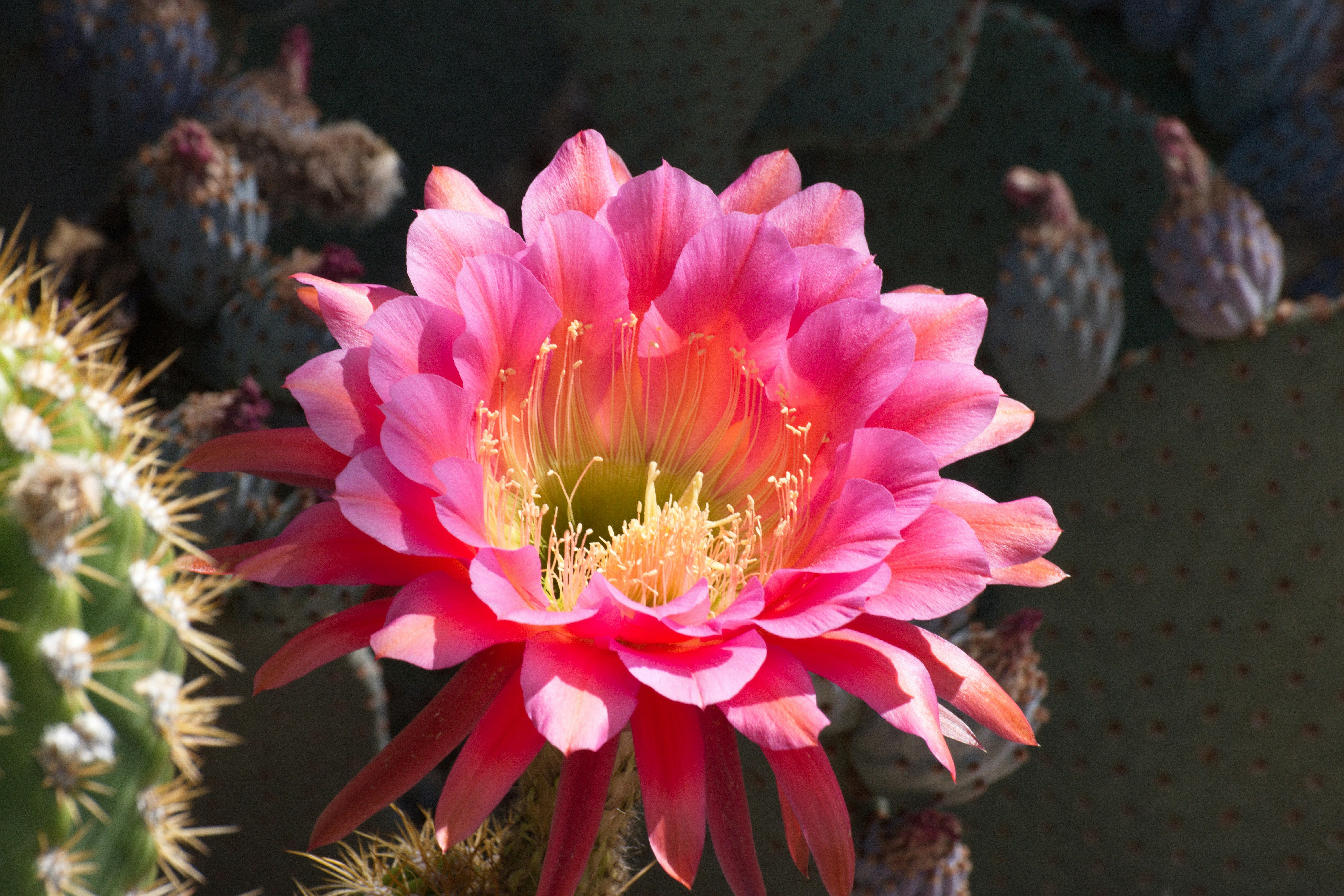 a large pink flower sitting on top of a green plant