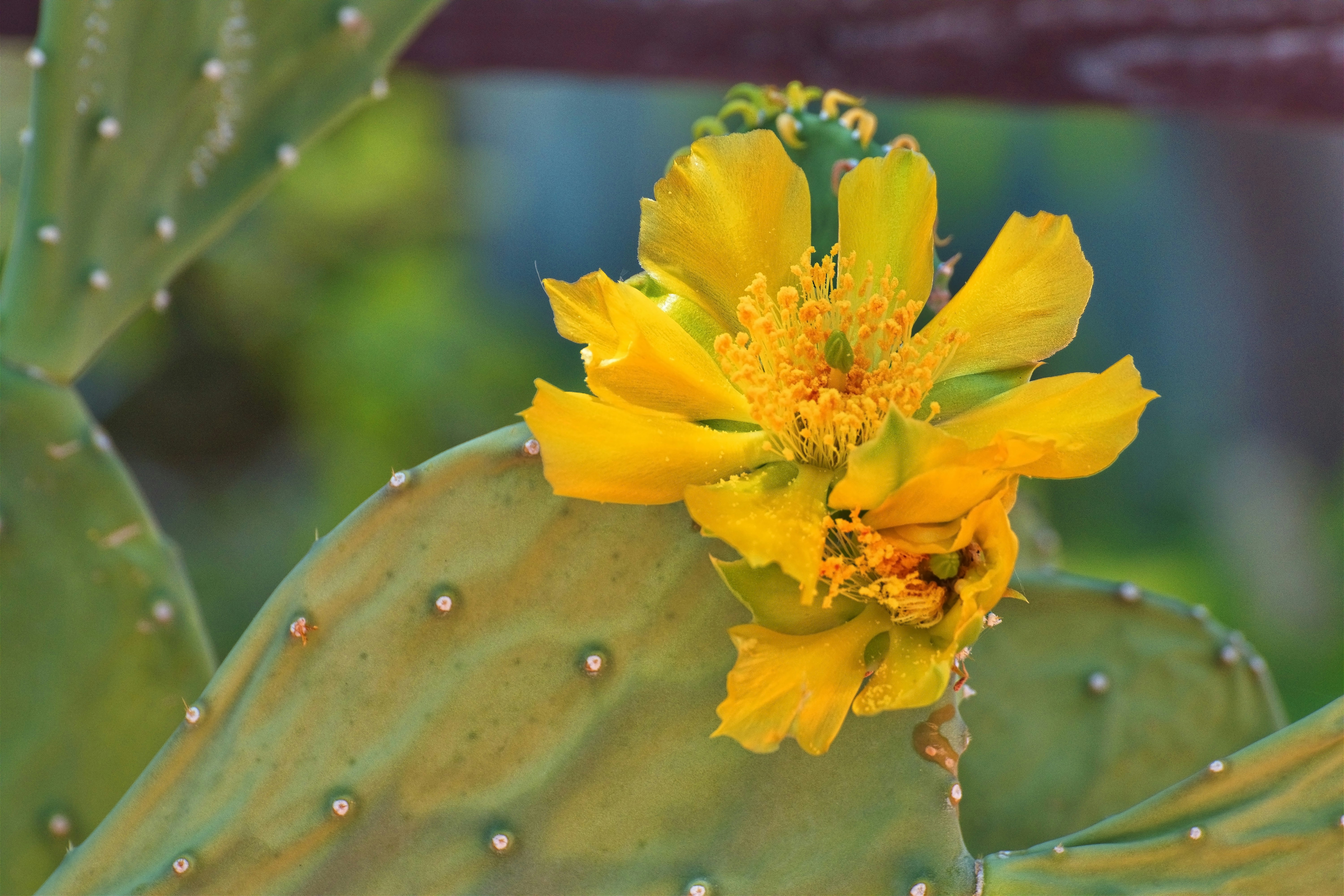 a close up of a yellow flower on a cactus