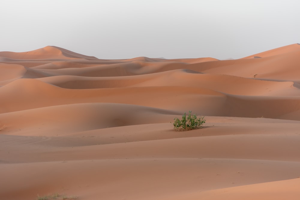 a lone plant in the middle of a desert