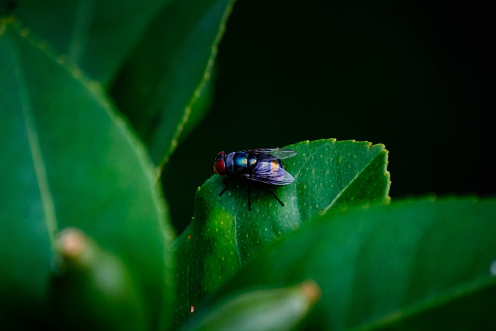 a fly sitting on top of a green leaf